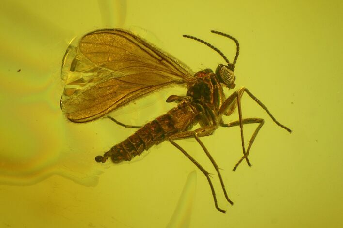 Detailed Fossil Fungus Gnat (Sciaridae) In Baltic Amber #166250